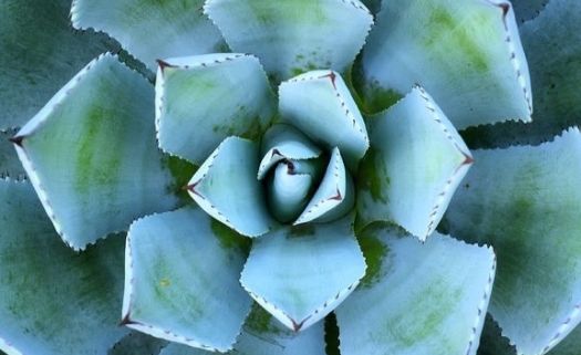 23199437-sharp-pointed-agave-plant-leaves (1).jpg